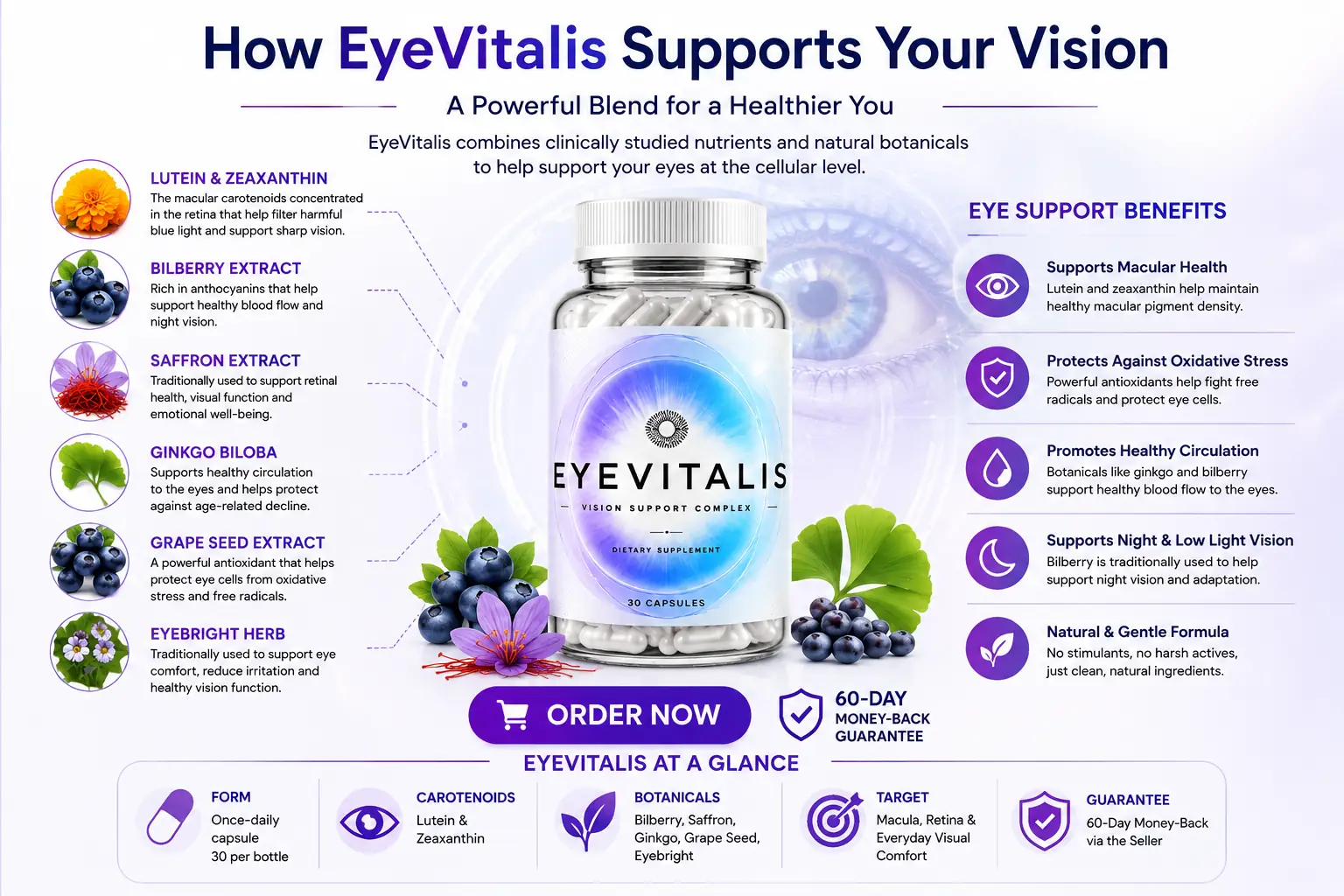 How EyeVitalis supports your vision: lutein & zeaxanthin, bilberry, saffron, ginkgo biloba, grape seed and eyebright working together to support macular health, oxidative stress protection, healthy circulation and night vision